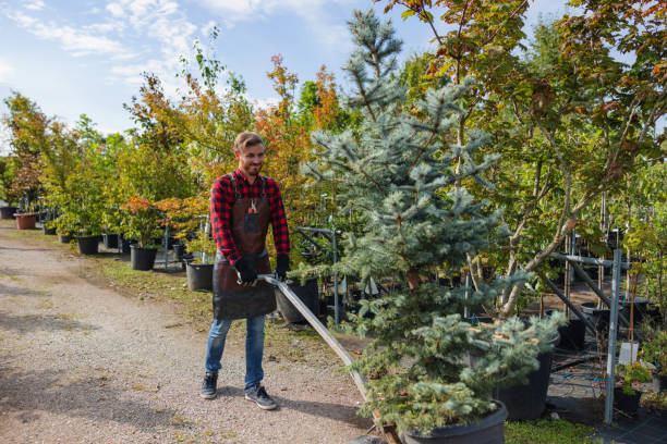 Best Tree Trimming and Pruning  in Green Island, NY